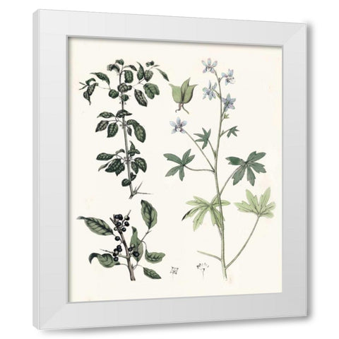 Berge Botanicals IV White Modern Wood Framed Art Print by Berge