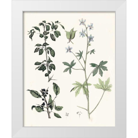 Berge Botanicals IV White Modern Wood Framed Art Print by Berge