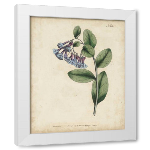 Lavender Curtis Botanicals I White Modern Wood Framed Art Print by Curtis