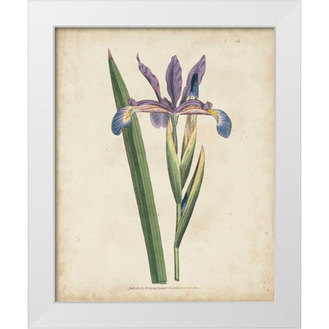Lavender Curtis Botanicals III White Modern Wood Framed Art Print by Curtis