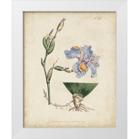 Lavender Curtis Botanicals IV White Modern Wood Framed Art Print by Curtis