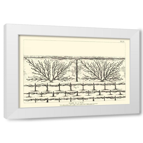 Antique Diagram for Espaliers II White Modern Wood Framed Art Print by Unknown