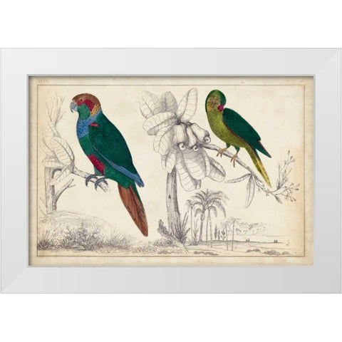Parrot Pair I White Modern Wood Framed Art Print by Unknown