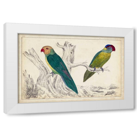 Parrot Pair II White Modern Wood Framed Art Print by Unknown