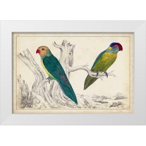Parrot Pair II White Modern Wood Framed Art Print by Unknown