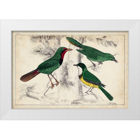 Tropical Bird Trio I White Modern Wood Framed Art Print by Unknown