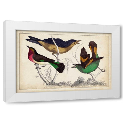Tropical Bird Trio II White Modern Wood Framed Art Print by Unknown