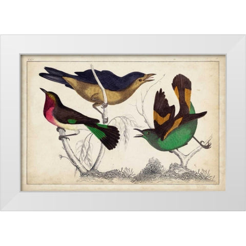 Tropical Bird Trio II White Modern Wood Framed Art Print by Unknown