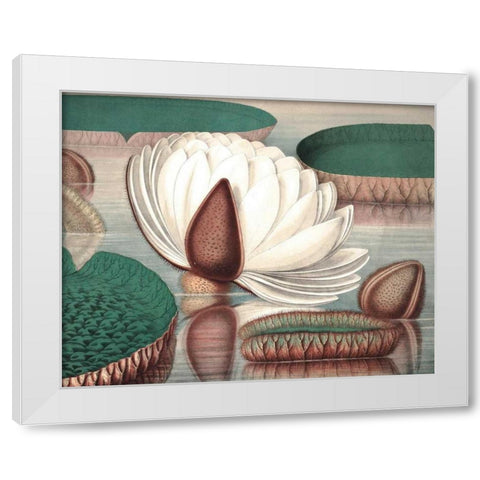 Vintage Water Lily I White Modern Wood Framed Art Print by Vision Studio