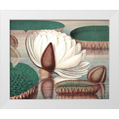 Vintage Water Lily I White Modern Wood Framed Art Print by Vision Studio