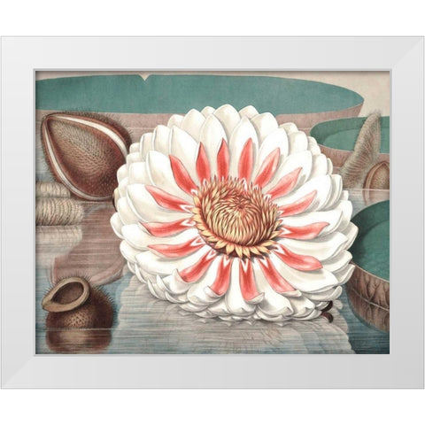 Vintage Water Lily III White Modern Wood Framed Art Print by Vision Studio