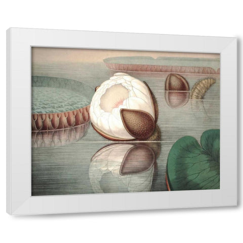 Vintage Water Lily IV White Modern Wood Framed Art Print by Vision Studio