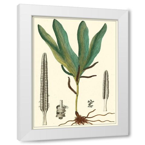 Small Foliage Botanique II White Modern Wood Framed Art Print by Turpin