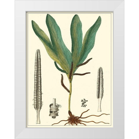 Small Foliage Botanique II White Modern Wood Framed Art Print by Turpin