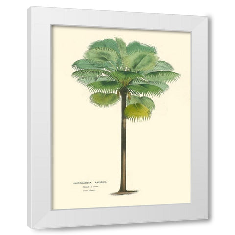 Small Palm of the Tropics II White Modern Wood Framed Art Print by Van Houtteano, Horto