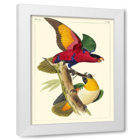 Small Lemaire Parrots I White Modern Wood Framed Art Print by Lemaire, C.L.