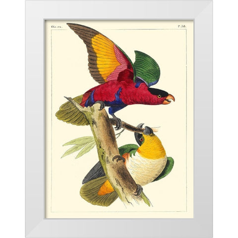 Small Lemaire Parrots I White Modern Wood Framed Art Print by Lemaire, C.L.
