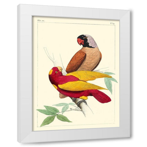 Small Lemaire Parrots II White Modern Wood Framed Art Print by Lemaire, C.L.