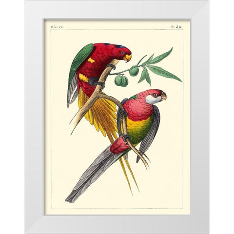 Small Lemaire Parrots III White Modern Wood Framed Art Print by Lemaire, C.L.