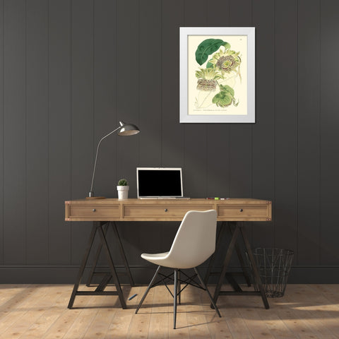 Small Antique Passion Flower II White Modern Wood Framed Art Print by Hart, M.