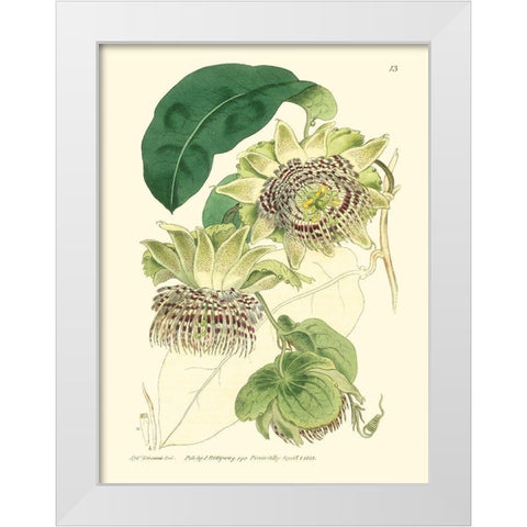 Small Antique Passion Flower II White Modern Wood Framed Art Print by Hart, M.