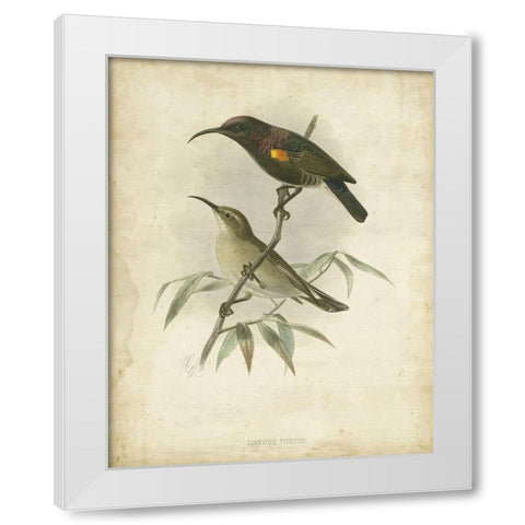 Custom Antique Gould Hummingbird II (ASH) White Modern Wood Framed Art Print by Gould, John