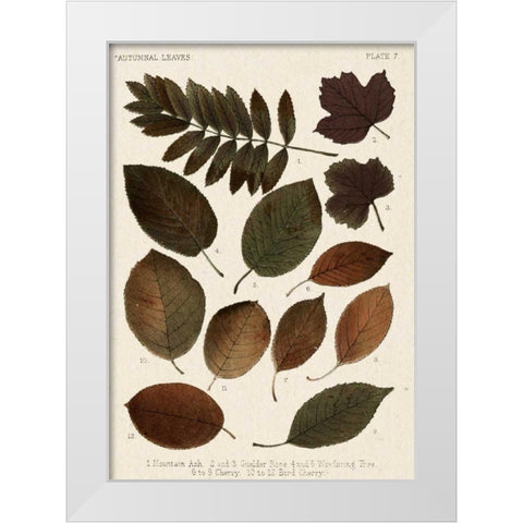 Autumnal Leaves II White Modern Wood Framed Art Print by Vision Studio