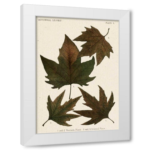 Autumnal Leaves IV White Modern Wood Framed Art Print by Vision Studio