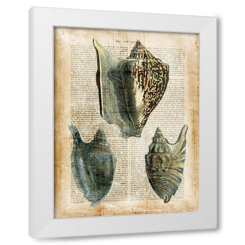 Small Antiquarian Seashells I White Modern Wood Framed Art Print by Vision Studio