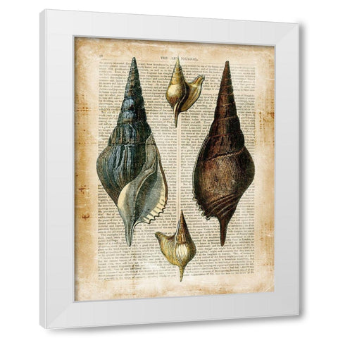 Small Antiquarian Seashells II White Modern Wood Framed Art Print by Vision Studio