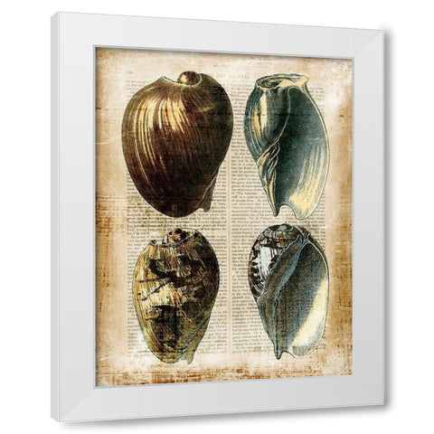 Small Antiquarian Seashells III White Modern Wood Framed Art Print by Vision Studio
