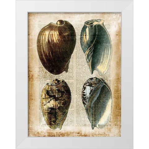 Small Antiquarian Seashells III White Modern Wood Framed Art Print by Vision Studio