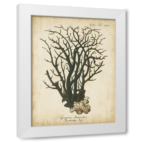 Small Esper Antique Coral I White Modern Wood Framed Art Print by Esper, Johann
