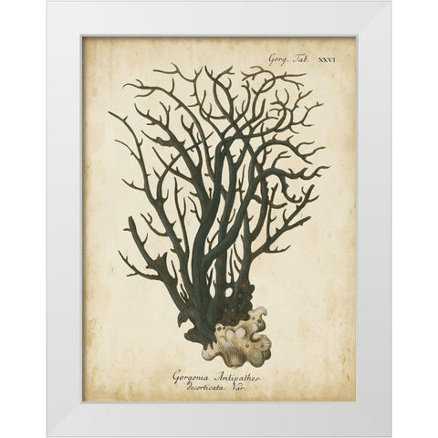 Small Esper Antique Coral I White Modern Wood Framed Art Print by Esper, Johann