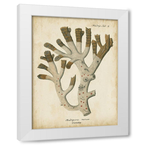 Small Esper Antique Coral II White Modern Wood Framed Art Print by Esper, Johann