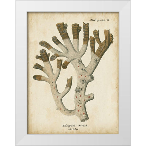 Small Esper Antique Coral II White Modern Wood Framed Art Print by Esper, Johann