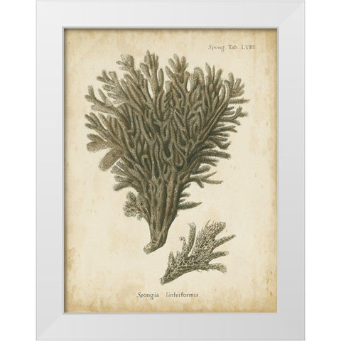 Small Esper Antique Coral III White Modern Wood Framed Art Print by Esper, Johann