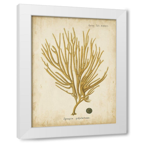 Small Esper Antique Coral IV White Modern Wood Framed Art Print by Esper, Johann