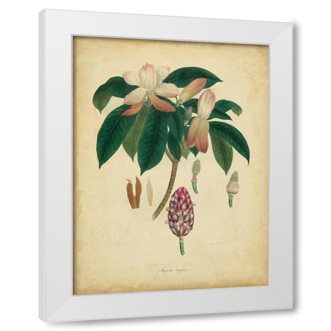 Custom Engelmann Botanical I (GC) White Modern Wood Framed Art Print by Engelmann