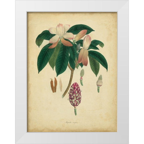 Custom Engelmann Botanical I (GC) White Modern Wood Framed Art Print by Engelmann