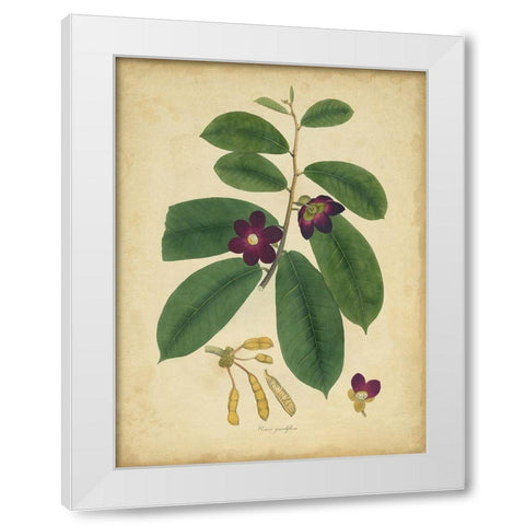 Custom Engelmann Botanical IV (GC) White Modern Wood Framed Art Print by Engelmann
