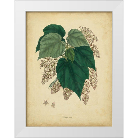 Custom Engelmann Botanical VII (GC) White Modern Wood Framed Art Print by Engelmann