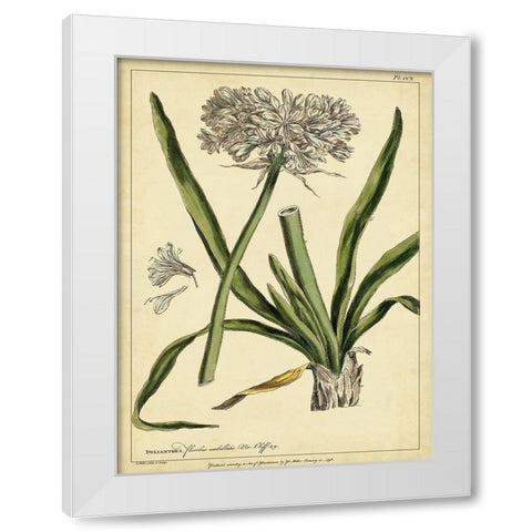 Custom Polianthes Pl. CCX (GC) White Modern Wood Framed Art Print by Miller, Phillip