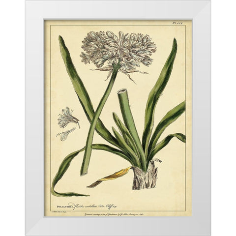 Custom Polianthes Pl. CCX (GC) White Modern Wood Framed Art Print by Miller, Phillip
