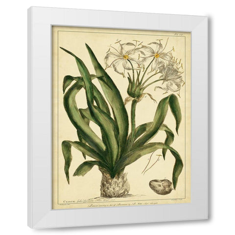 Custom Crinum Pl. CX (GC) White Modern Wood Framed Art Print by Miller, Phillip