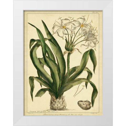 Custom Crinum Pl. CX (GC) White Modern Wood Framed Art Print by Miller, Phillip