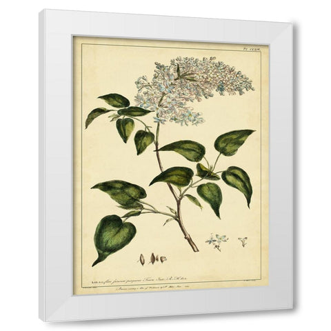 Custom Lilac Pl. CLXIII (GC) White Modern Wood Framed Art Print by Miller, Phillip