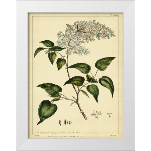 Custom Lilac Pl. CLXIII (GC) White Modern Wood Framed Art Print by Miller, Phillip