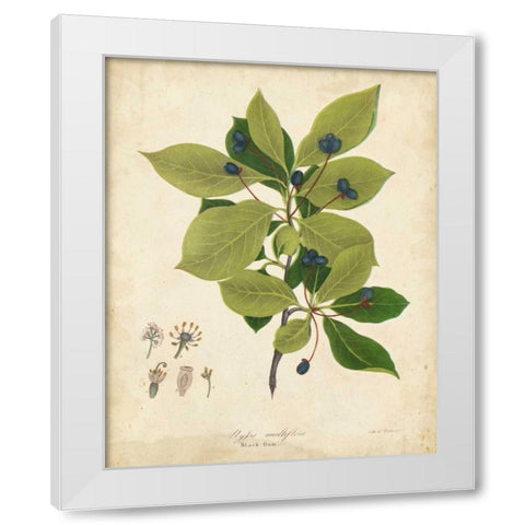 Black Gum Tree Foliage White Modern Wood Framed Art Print by Torrey, John