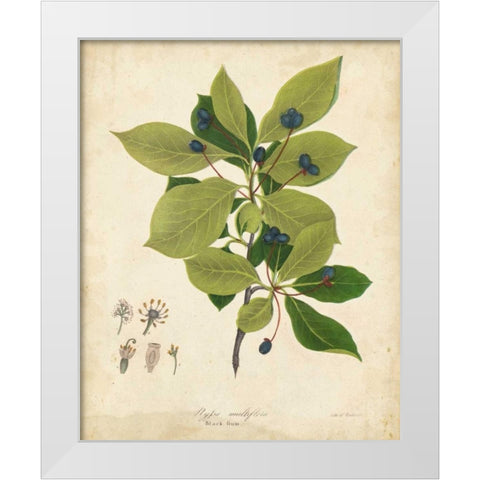 Black Gum Tree Foliage White Modern Wood Framed Art Print by Torrey, John